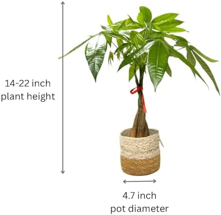Money Tree Live Plant | 14-22 Inches Tall Bonsai | Easy to Grow Indoor Houseplant | Home, Office, or Room Decor | Birthday, Housewarming Gift (Brown Jute) - Image 6