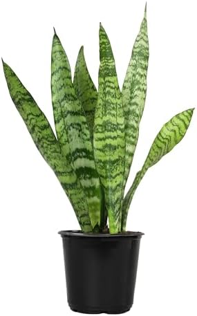 Live Snake Plant, Sansevieria Zeylanica, Indoor House Plant in Pot, Mother in Law Tongue Sansevieria Plant Live, Potted Succulent Plant, Fully Rooted Houseplant in Potting Soil by Plants for Pets by PlantsforPets