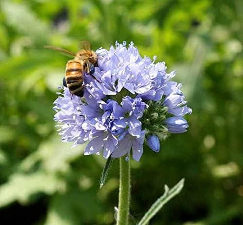 2000 Globe GILIA Capitata Flower Seeds (Drought Tolerant) - Beautiful Blue Flowers - Non-GMO, US Grown Seed - Image 2