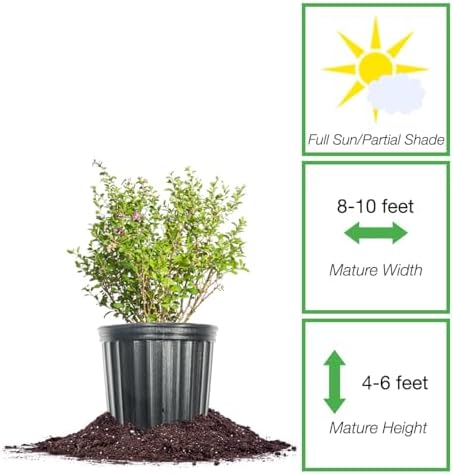 PERFECT PLANTS Goji Berry Bush in 1 Gallon Grower's Pot | Delicious Wolfberry for Outdoor Planting | Fresh Antioxidant Packed Fruits | Fully Mature for Home Gardens - Image 2