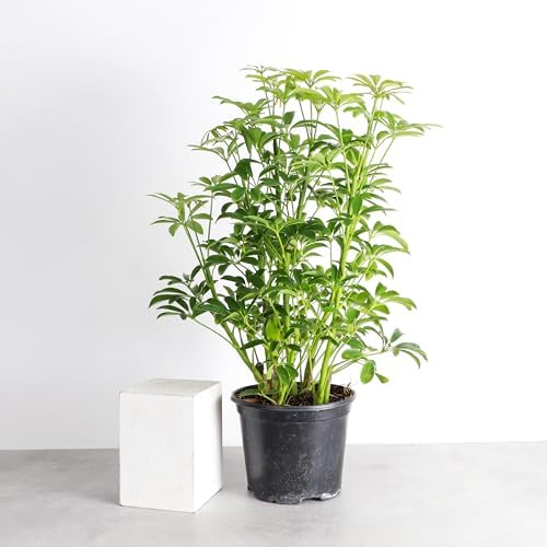 Live Arboricola Umbrella Tree Plant, Schefflera Arboricola, 6" Pot - Image 2