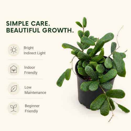 Hoya Rotundiflora Live Plant Fuzzy Hoya Starter Plants - Image 3