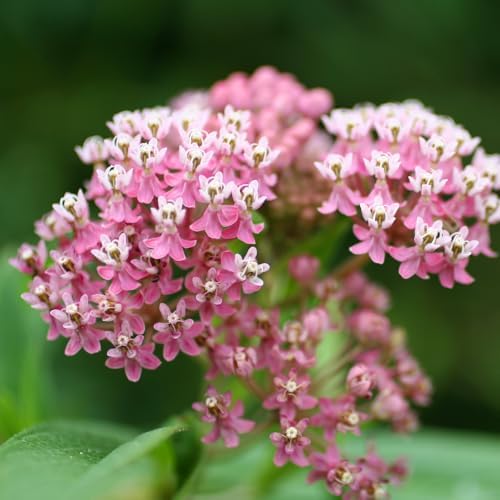 2 Pink Milkweed Asclepias Live Plants, Garden Flower Plant, 5-8 Inch Tall - Image 5
