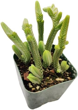 Live Succulent Cactus Plants (2" Pot Crassula Pyramidalis) - Image 3