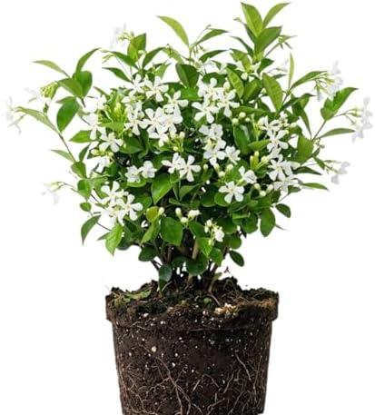 White Star Jasmine Flower Live Plant, Flower Vine, 5-7 Inch Tall by PlantsSeedsBulbs
