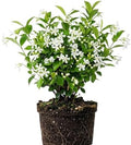 White Star Jasmine Flower Live Plant, Flower Vine, 5-7 Inch Tall by PlantsSeedsBulbs
