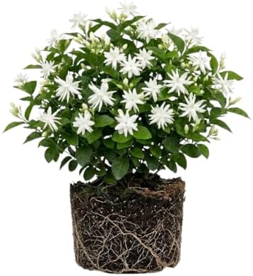 White Arabian Jasmine Live Plant, Flowering Shrub, 4-6 Inch Tall - Image 5
