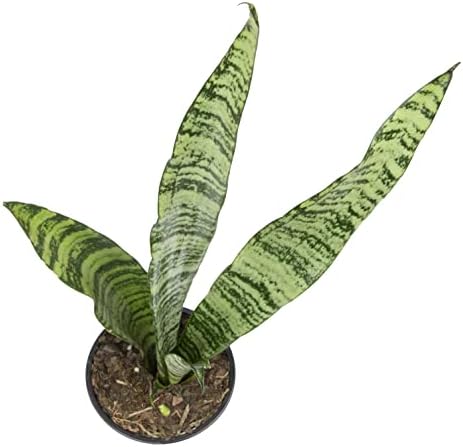 Sansevieria Zeylanica, Live Snake Plant Live Indoor Plants Live Houseplants, Live Plants Indoor Plants, Live Plants Indoor Low Light, Potted Plants, House Plants for Delivery Prime by Plants for Pets - Image 2