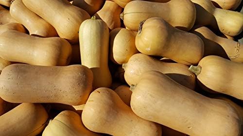 Waltham Butternut Squash Seeds25 Count, COOL BEANS N SPROUTS Brand. Heirloom. Non-GMO. Home Gardening. - Image 2