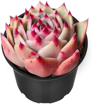 Sprout N Green Echeveria Agavoides 'Blue Dragon', Live Mini Succulent Plant by SproutNGreen