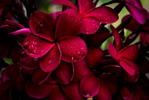 Hawaiian Red Plumeria Live Plant Cutting, Fragrant Tropical Flowering Tree - Image 5