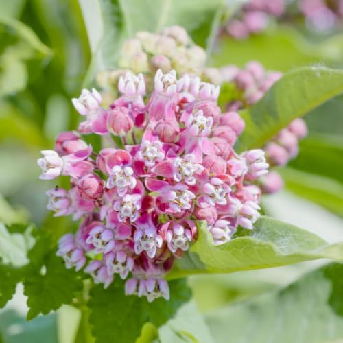 2 Pink Butterfly Milkweed Plants, 4-8" Tall - Image 3