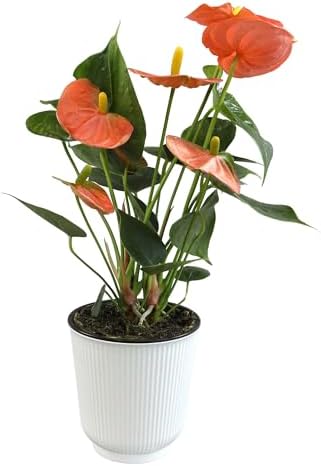 Orange Anthurium Live Plant Decor (Approx. 11-14" Tall), Real Flowers/House Plants in 4" White Pot, Floral Air Purifying Houseplants, Cool & Unique Gifts by Plants for Pets by PlantsforPets
