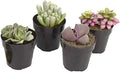Altman Plants, Mimicry Succulents Plants Live Mini Succulents (4 Pack), Lithops Live Plants Outdoor or Live Indoor Plants, Living Stones Succulent Plants Live Houseplants, Succulent Plant House Plants by AltmanPlants