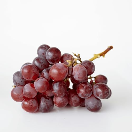 Canadice Seedless Bare Root Grape Vines - Great Table and Wine Grape! 1-Year Old Plant with a Free Vine Support Included - from Hand Picked Nursery (1) - Image 4