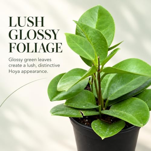 Hoya Skinneriana Live Plant | Hoya Cuttings Starter Plants - Image 3