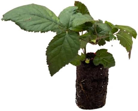 Ponca BlackBerry Plants Pack of 2 - (5-9" Tall) – Sweetest Thornless Live Berry Bushes – Cold Hardy Zones 5-9 – Self-Supporting Rubus Starter for Patio Containers or Outdoor Gardens – High Yield - Image 5