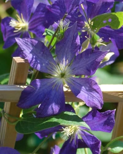 Perennial Farm Clematis 'Jackmanii' Hybrid – Live Flowering Vine in 4 Quart Container, Large Deep Purple Blooms, Vigorous Grower, Long Blooming, Ideal for Trellises, Fences & Garden Arches by PerennialFarmMarketplace