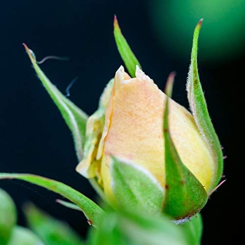 Perfect Plants Popcorn Drift Rose Bush, 1 Gallon, Live Plant - Image 5