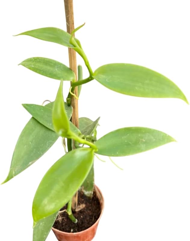 Live Vanilla Orchid Vine Climbing Vanilla Bean Orchids Flowers Plant Fragrant Flower Perennial Vine 4 to 6 Inch Tall - Image 6