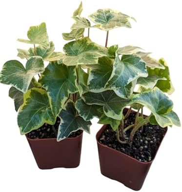 Gold Child English Ivy Plants, Set of 8, Hardy Groundcover, 2 1/4" Pot - Image 2