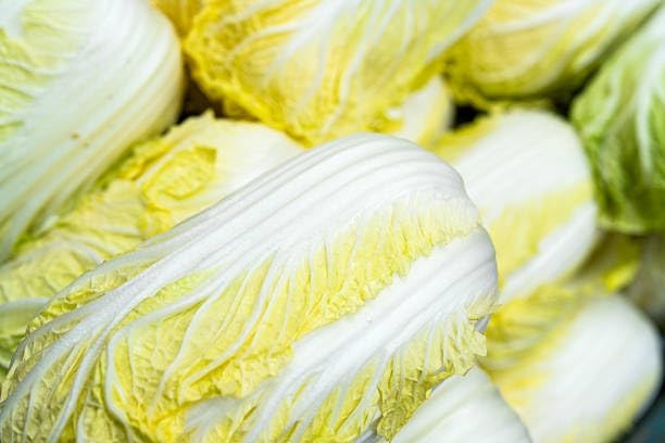 Napa Cabbage Seeds for Planting, 100+ Non-GMO Organic Michihili Cabbage Seeds, Heirloom Napa Cabbage Seeds, High Germination Rate, for Home Garden Outdoor, Easy to Grow for Beginner Gardeners - Image 4