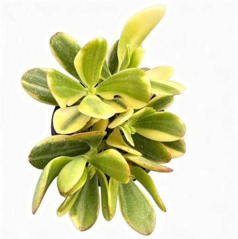 Live Succulent Crassula ovata cv. Lemon & Lime, Tricolor Jade Plant - Image 2