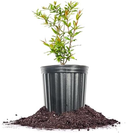 PERFECT PLANTS Wonderful Pomegranate Tree Large Delicious Fruit |, 1 Gal, Heavy Producer, 1 count by PerfectPlantsNursery