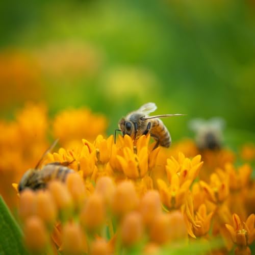 2 Yellow Milkweed Live Plants, Native Flower Plant, 5-8 Inch Tall - Image 7