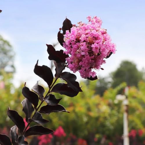 Thunderstruck Lavender Skies Crape Myrtle Live Tree, 1 gal., 12-18 in - Image 4