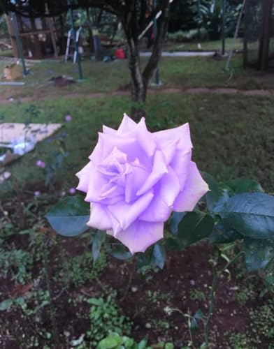 Bonsai Germany Rare Purple Roses 30Pcs Dragon Rose Heirloom Seeds - Image 3