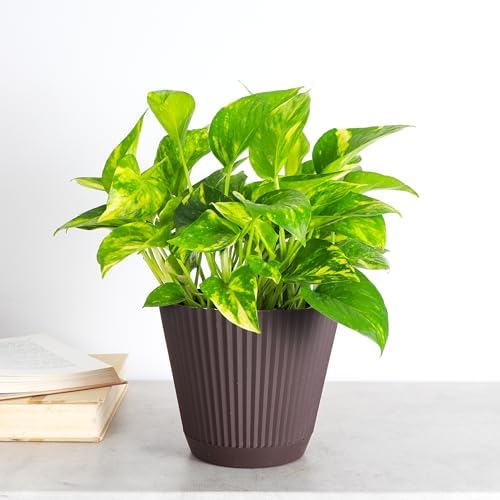 Live Golden Pothos, Indoor Vining Plant, Easy to Grow, 6" Pot - Image 2
