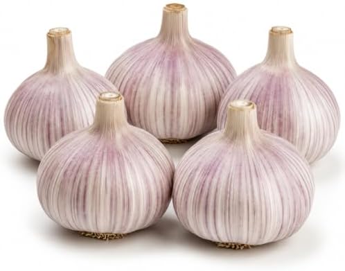 5 Pack Chesnok Red Garlic Bulbs for Planting Large Hardneck Garlic Cloves Garlic Seeds for Planting Cold Climate Ready Garlic Bulbs for Planting Home Garden Raised Beds Fall or Spring by Unknown