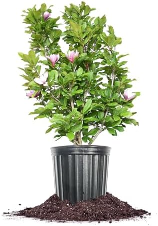 Perfect Plants Jane Magnolia Tree, 3 Gallon, Live Plant - Image 3