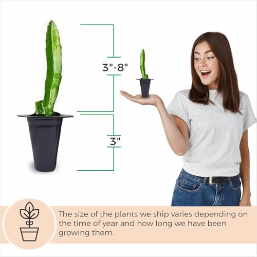 Dragon Fruit Edgar's Baby (4 Pack) | Real Live Fruit Plants for Sale | Rare Exotic Variety | Sweet Edible Fruit | Easy to Grow Live Plants for Organic Gardens. (Edgar's Baby) - Image 4