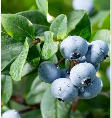 Brightwell Rabbiteye Blueberry Bush – Hardy Fruit Plant with Sweet Berries – Live Rabbiteye Blueberry Shrub for Home Gardens & Orchards (2 Gallon/Potted/Single Plant) - Image 5