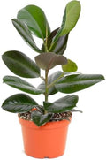 Shop Succulents - Live Indoor Ficus Burgundy Rubber Tree, 6" Nursery Pot by ShopSucculents