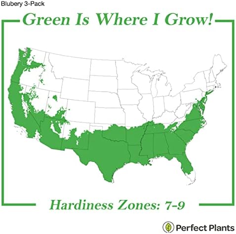 Perfect Plants Rabbiteye Blueberry Bush, 1 Gallon (3-Pack), Live Fruit - Image 3