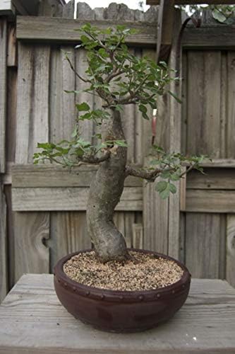 Baobab Bonsai Tree Seeds - 5 Seeds to Grow - Highly Prized Baobab Tree - Ships from Iowa. Exotic Indoor Bonsai Seeds to Grow by CZGrain