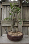 Baobab Bonsai Tree Seeds - 5 Seeds to Grow - Highly Prized Baobab Tree - Ships from Iowa. Exotic Indoor Bonsai Seeds to Grow by CZGrain
