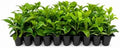 Viburnum Odoratissimum | 50 Live Plants | Fast Growing Shrub, Dense Evergreen Foliage, Fragrant White Flowers, Privacy Hedge, Low Maintenance, Drought Tolerant, Year-Round Interest by FloridaFoliage