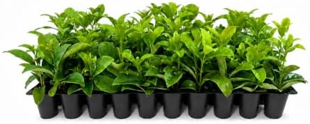 Viburnum Odoratissimum | 50 Live Plants | Fast Growing Shrub, Dense Evergreen Foliage, Fragrant White Flowers, Privacy Hedge, Low Maintenance, Drought Tolerant, Year-Round Interest by FloridaFoliage