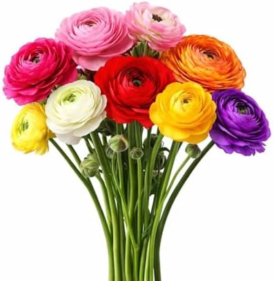 Ranunculus Rainbow Mix 10 Flower Bulbs - Spring Blooms, Tecolote Buttercups by EasytoGrow