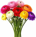 Ranunculus Rainbow Mix 10 Flower Bulbs - Spring Blooms, Tecolote Buttercups by EasytoGrow