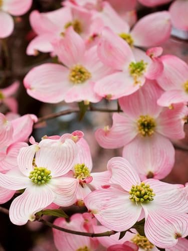 Pink Dogwood, Pink Flowering, 1 gal, Nursery Pot - Image 2