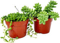 Fat Plants San Diego Succulent Plant(s) Fully Rooted in 4 inch Planter Pots with Soil - Real Live Potted Succulents/Unique Indoor Cactus Decor (2, String of Pearls and Sedum Burrito Combo) by FatPlantsSanDiego