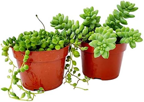 Fat Plants San Diego Succulent Plant(s) Fully Rooted in 4 inch Planter Pots with Soil - Real Live Potted Succulents/Unique Indoor Cactus Decor (2, String of Pearls and Sedum Burrito Combo) by FatPlantsSanDiego