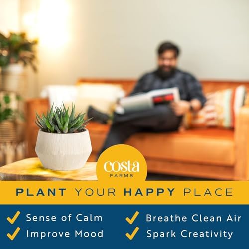 Costa Farms Succulents, Live Indoor Plant, Easy Care, Home Decor - Image 5