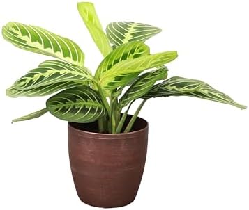 Live Lemon Lime Prayer Plant, Pet Friendly, Easy to Grow, 4" Pot - Image 2