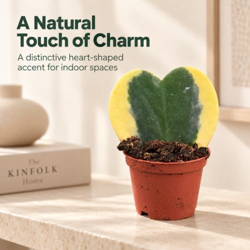 Hoya Heart Variegated Kerri Live Plant in 2-Inch Pot - Image 6